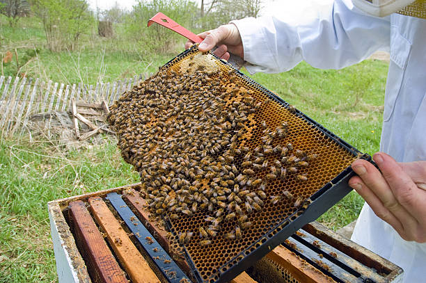 Honey Bees 2 stock photo
