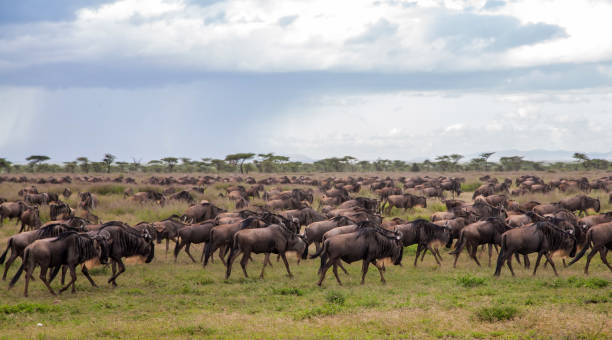 istock wildebeest and zebra migration serengeti 1175703464