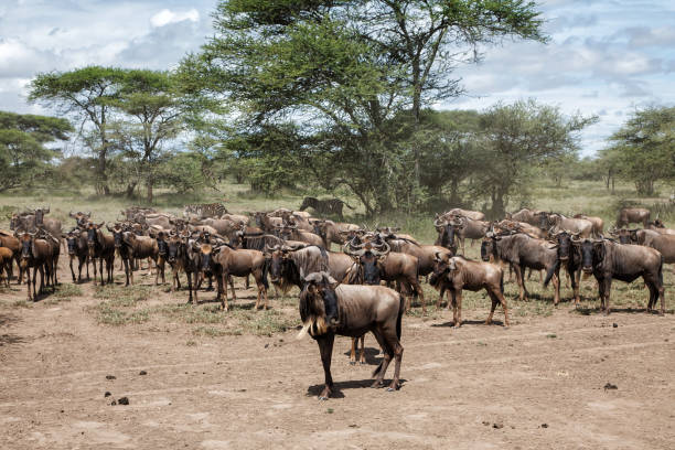 istock wildebeest and zebra migration serengeti 1175703467