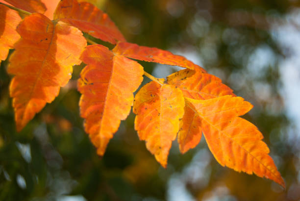 istock Close up of several orange leaves 1175705210