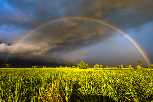 Landscape of sugar cane field in bright sunlight under storm and rainbow on the sky