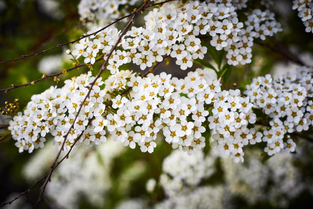 istock branch spirea white yellow flowers detail 1175708040