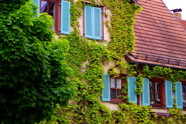 idilliaca vecchia casa con persiane azzurre e foglie di vite verdi e tetto in mattoni rossi - ivy brick wall vine foto e immagini stock
