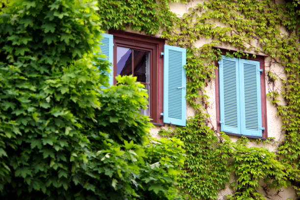 istock Facade with light blue shutters and green vine leaves 1175708229