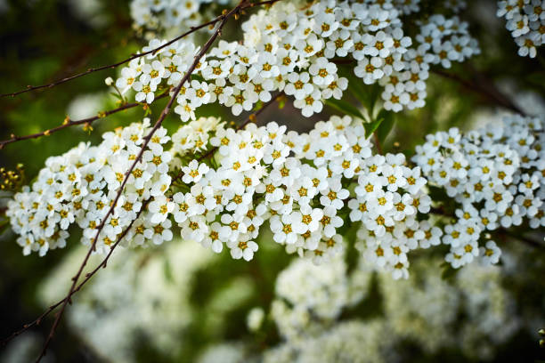 istock branch spirea white yellow flowers close up 1175709186