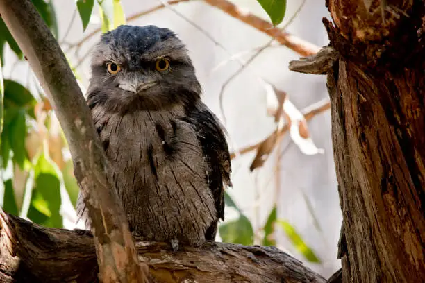 the tawny frogmouth uses its camoflague to hide in a tree