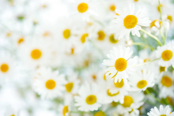 Fresh bouquet of camomiles, light background