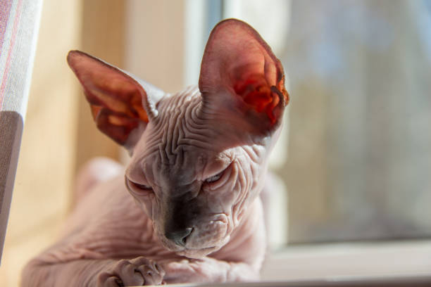 istock Small Sphynx cat sitting by the window in the spring sunshine 1175711576