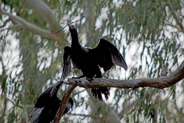 istock a little black cormorant is drying his wings 1175711714
