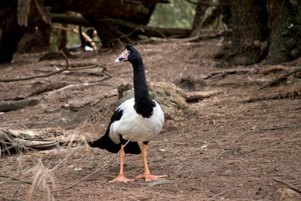 istock the magpie goose is looking around 1175711757
