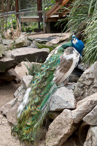 istock the peacock is standing on rocks 1175711812