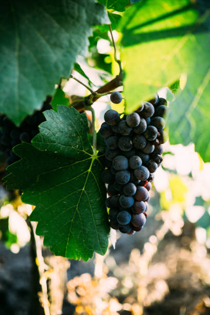 istock Ripe bunches of grapes on the branches, harvest on vineyard 1175711932