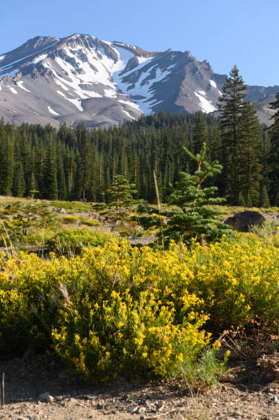Mount Shasta Mountain Peak on a Sunny Summer Morning This is a photograph of Mount Shasta in late summer. The peak with some remaining snow rises above the Shasta–Trinity National Forest full of green pine trees. Yellow wildflowers fill the foreground. mt shasta photos stock pictures, royalty-free photos & images