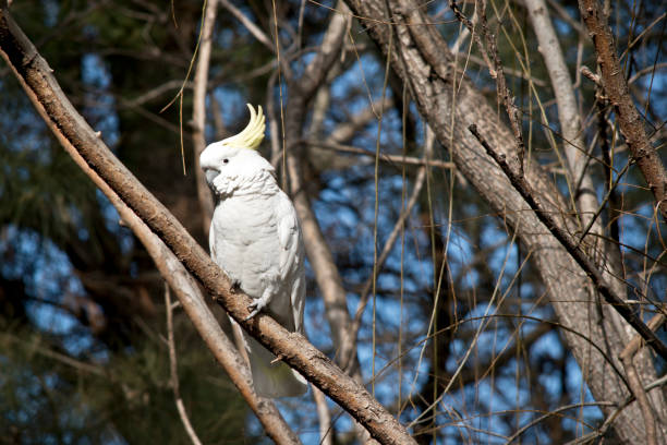 istock the sulphur crested cockatoo is resting 1175712865