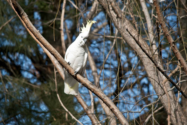 istock the sulphur crested cockatoo is resting 1175712944