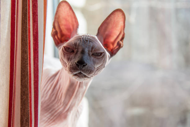 Portraits of sphynx cats