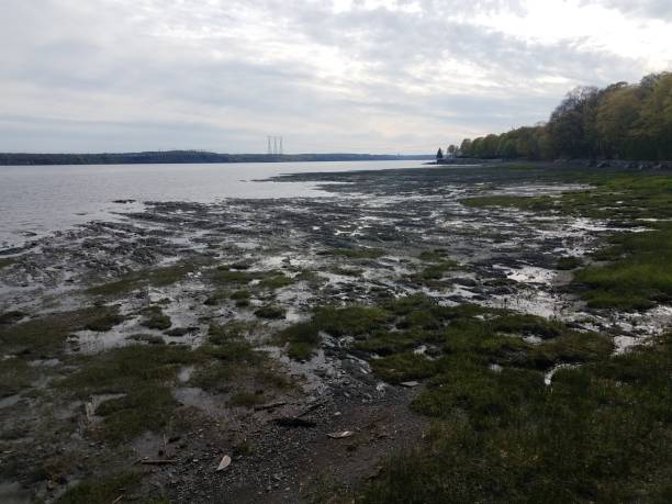 istock river with mud and rocks and grass on shore 1175713271