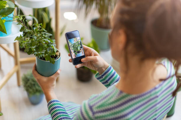 Woman taking photo of potted plant with her smartphone stock photo