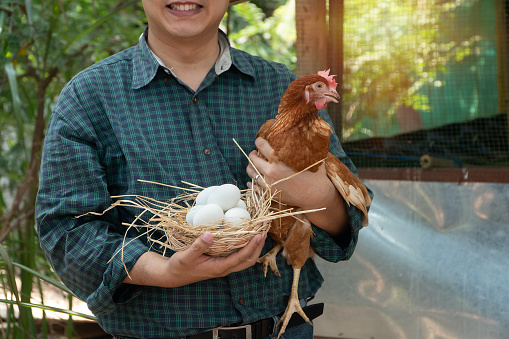 Asian farmer holding fresh chicken eggs into basket and hen was standing near hen beside chicken farm. Smiling because happy with the products from the farm. Concept of Non-toxic food