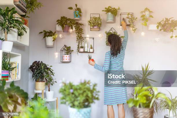 Young Woman Taking Care Of Her Potted Plants At Home Stock Photo - Download Image Now