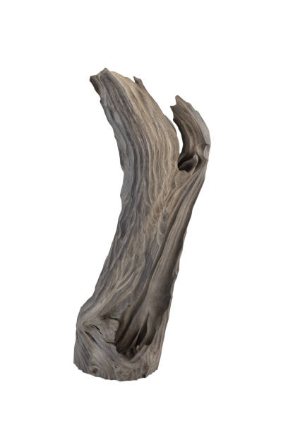istock Reclaimed bog oak on a white background 1175714099
