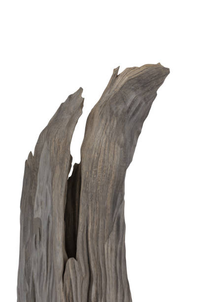 istock Reclaimed bog oak on a white background 1175714175