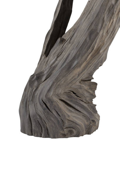 istock Reclaimed bog oak on a white background 1175714228
