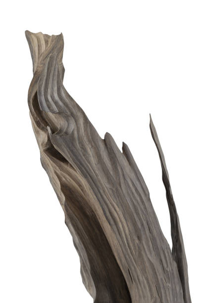 istock Reclaimed bog oak on a white background 1175714326