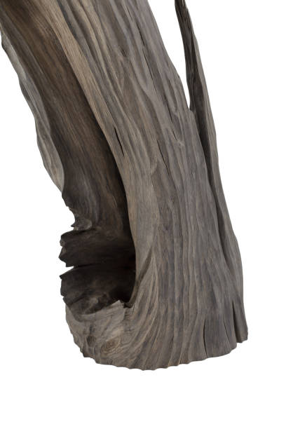 istock Reclaimed bog oak on a white background 1175714339