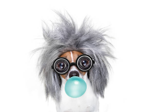istock intelligent smart  dog with an idea, chewing bubble gum 1175714507