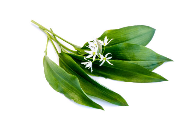 istock Wild garlic leaves isolated on white background 1175714601