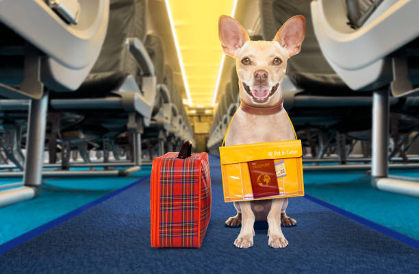 istock dog as pet in cabin in airplane 1175714785