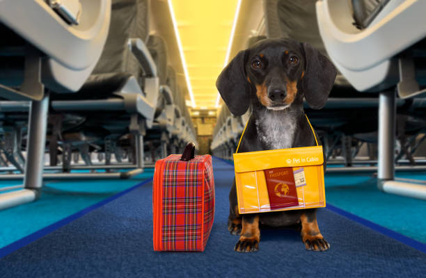 dog as pet in cabin in airplane