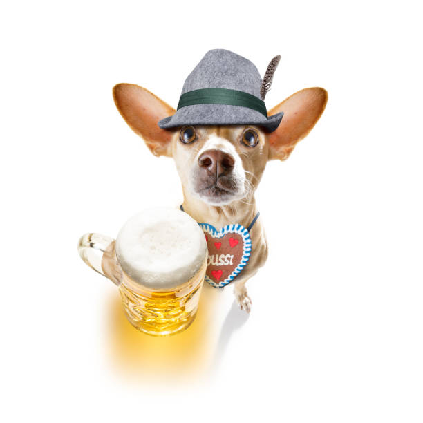istock bavarian beer chihuahua dog 1175715483