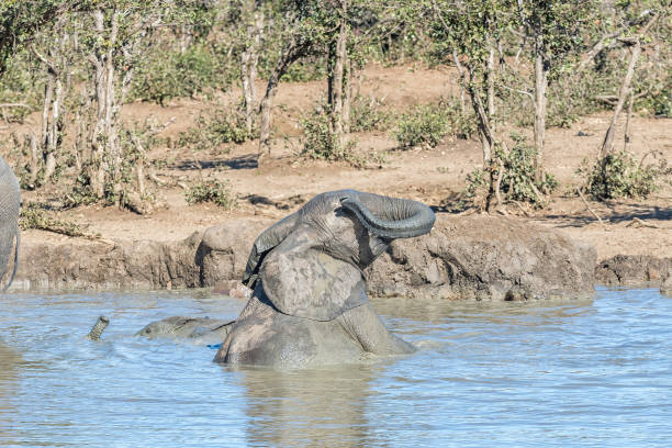 istock African elephant calf wiping its eye with its trunk 1175715705
