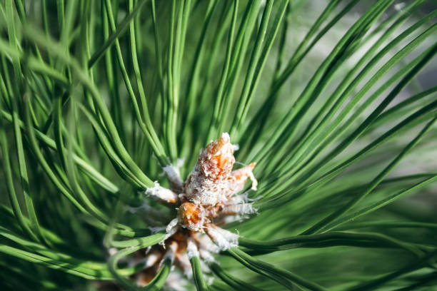 closeup view of pine buds among green needles. macro of beautiful branches of an evergreen tree on a majestic winter day. selective focus - growth new evergreen tree pine tree imagens e fotografias de stock