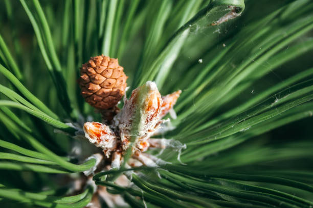 closeup view of pine buds and a small cone among green needles. macro of beautiful branches of an evergreen tree on a majestic winter day. selective focus - growth new evergreen tree pine tree imagens e fotografias de stock