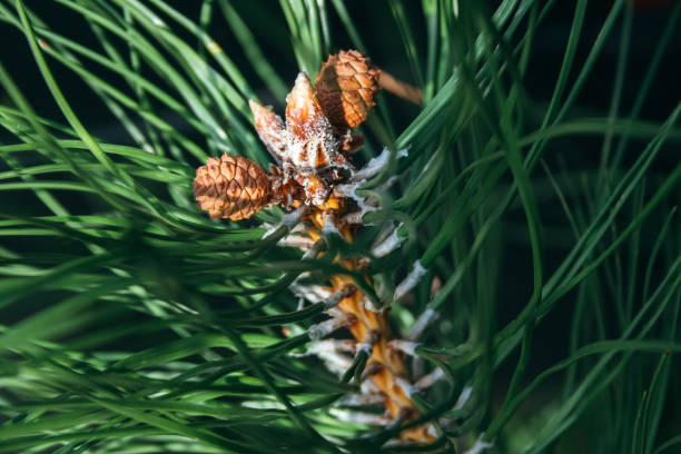 closeup view of pine buds and a small cones among green needles. macro of beautiful branches of an evergreen tree on a majestic winter day. selective focus - growth new evergreen tree pine tree imagens e fotografias de stock