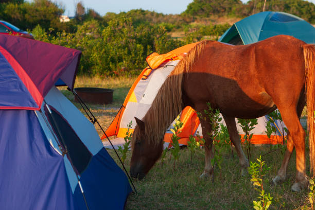 wild horses roam freely at a campground feeding around tents, at assateague island, a long barrier island off the atlantic coast in the state of maryland. - horse animals in the wild water beach imagens e fotografias de stock