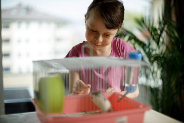 istock Little girl feeding her hamster 1175716330