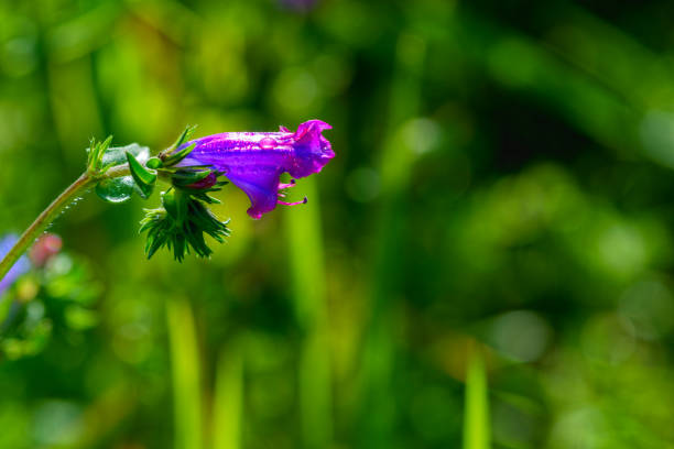 Bell Shaped Purple Flower side view, close up, with droplets