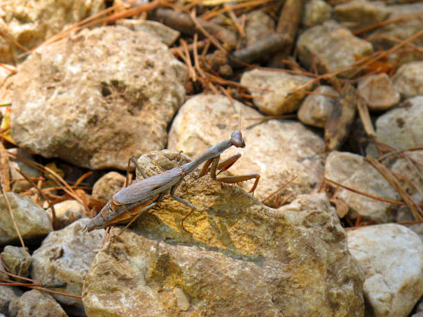 istock European Mantis on land 1175717257