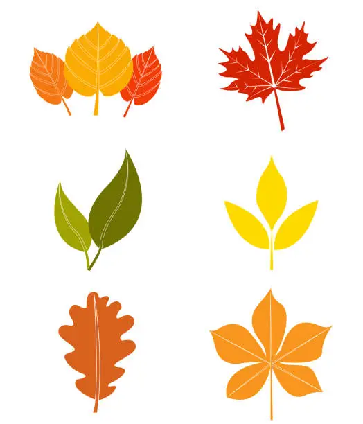 Vector illustration of Set of autumn leaves, illustration maple leaf autumn leaves flat vector icons multicolor Fall leaf collection