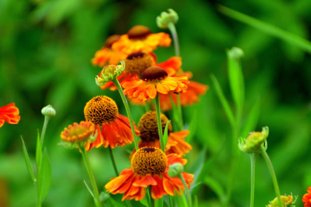 istock Rudbeckia /Black-eyed Susan 1175717633