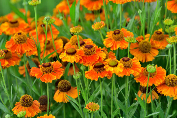 istock Rudbeckia /Black-eyed Susan 1175717803