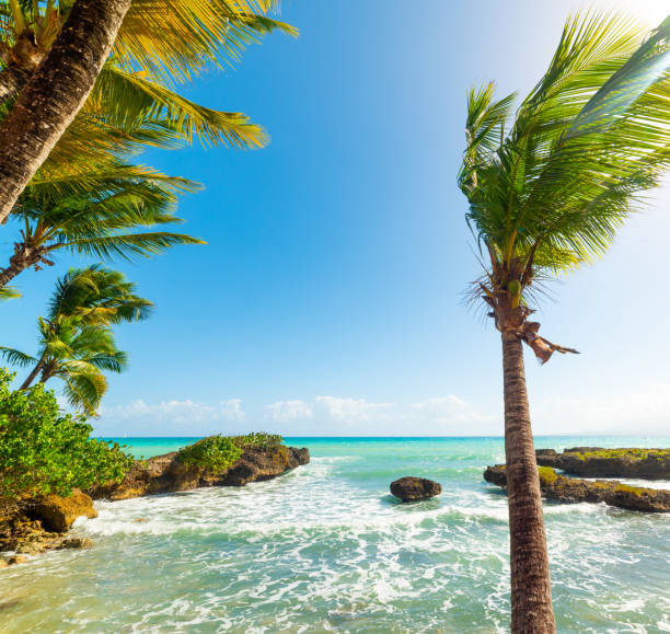 istock Palm trees in Bas du Fort beach in Guadeloupe 1175718690
