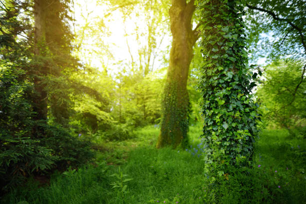 istock Massive pine trees with ivy growing on their trunks. Impressive woodlands of Killarney National Park, County Kerry, Ireland 1175718893