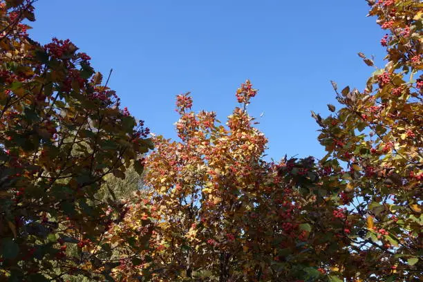 Autumnal foliage and berries on branches of Sorbus aria  against blue sky in October