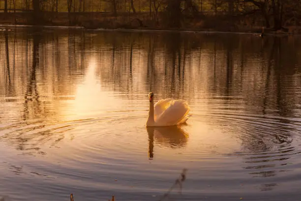 Graceful white mute swan in a shaft of golden light swimming on a pond or lake bending towards the water with mirrored reflection