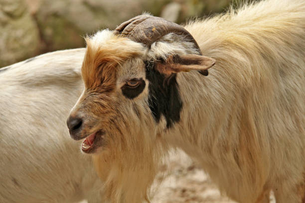 istock Little Goat Male 1175719138